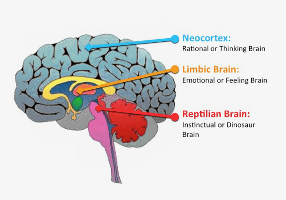 the three brains